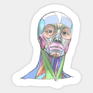 human body anatomy 3 Sticker